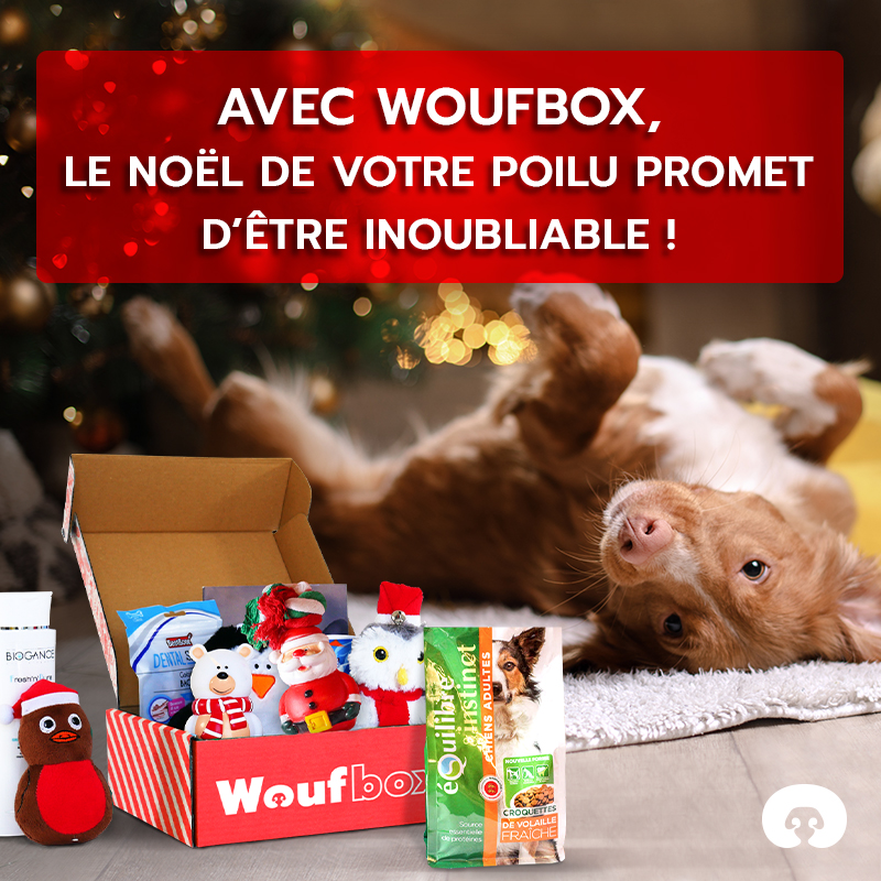 Cadeau Box de Noël pour les chiens - Woufbox